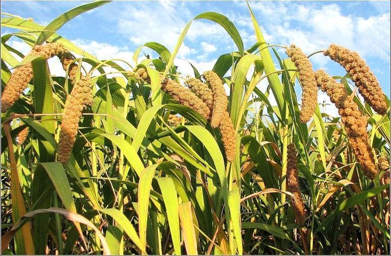 朝陽小米（mǐ）