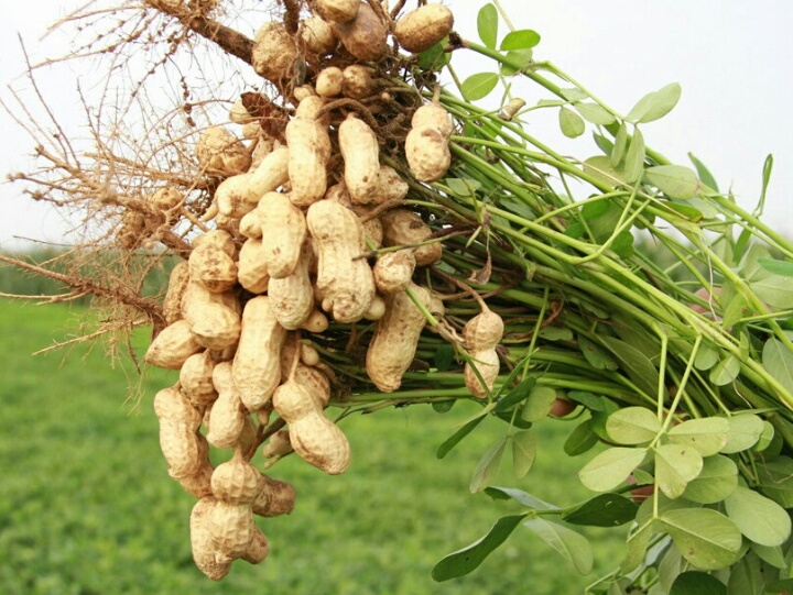 彰武的特色——七律