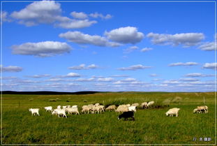 配樂（lè）詩朗誦：《情歸草原》