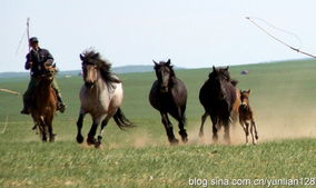 配樂詩朗誦：《情（qíng）歸（guī）草原》